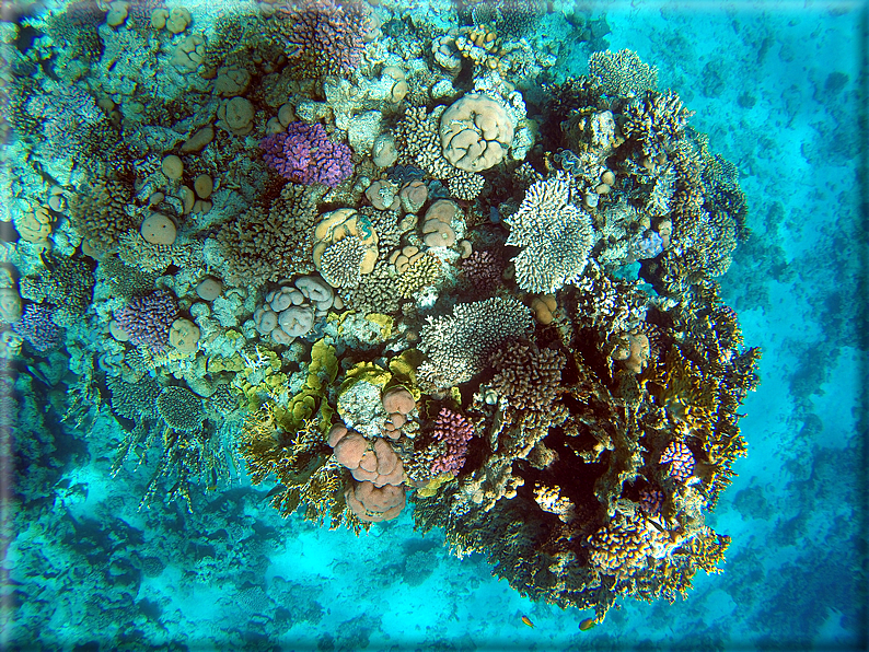 foto Parco marino di Ras Muhammad